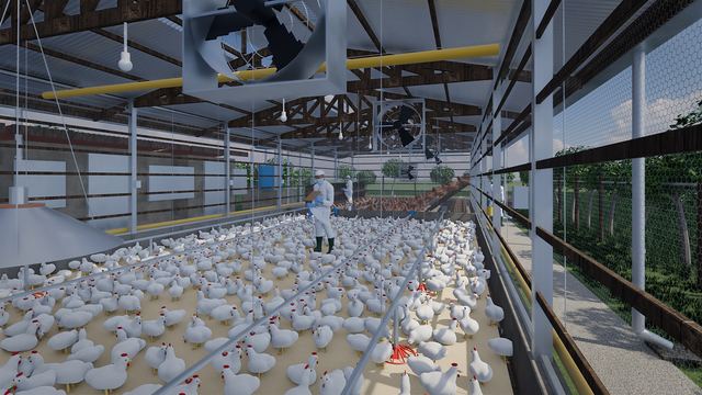 Interior · zona A, pollo de carne